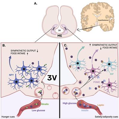 Microglia in physiological conditions and the importance of understanding their homeostatic functions in the arcuate nucleus